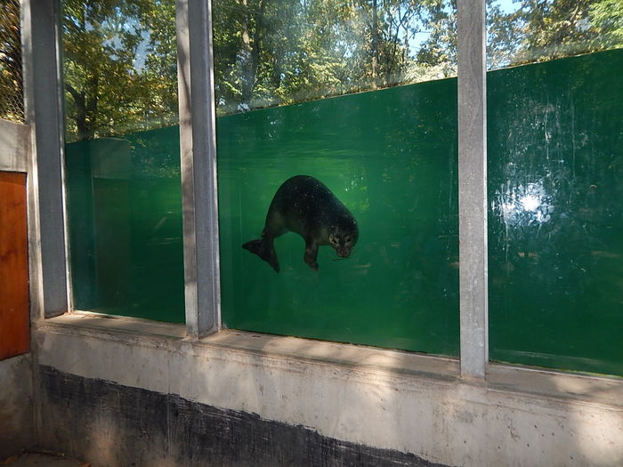 DSCN0124 - Zoo Szeged 09-2015