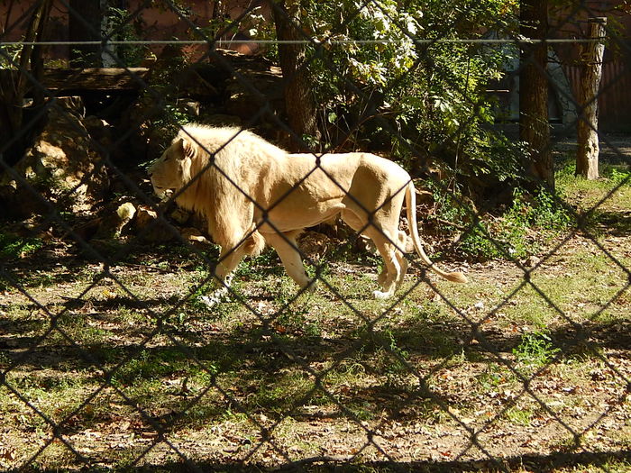 DSCN9950 - Zoo Szeged 09-2015