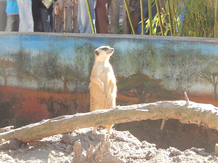 DSCN9953 - Zoo Szeged 09-2015