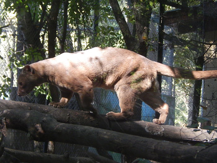 DSCN9983 - Zoo Szeged 09-2015