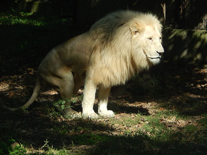 DSCN9987 - Zoo Szeged 09-2015