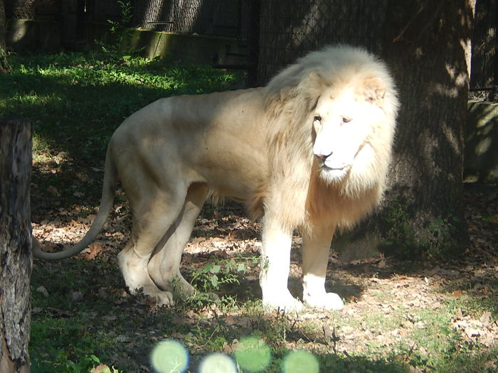 DSCN9988 - Zoo Szeged 09-2015