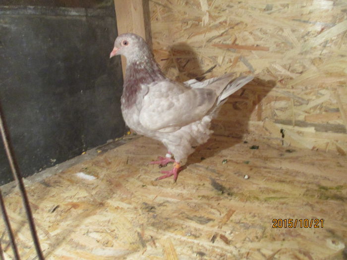 inel EE 18305-REZERVATA-VANDUTA; pui seria 01.08.2015
