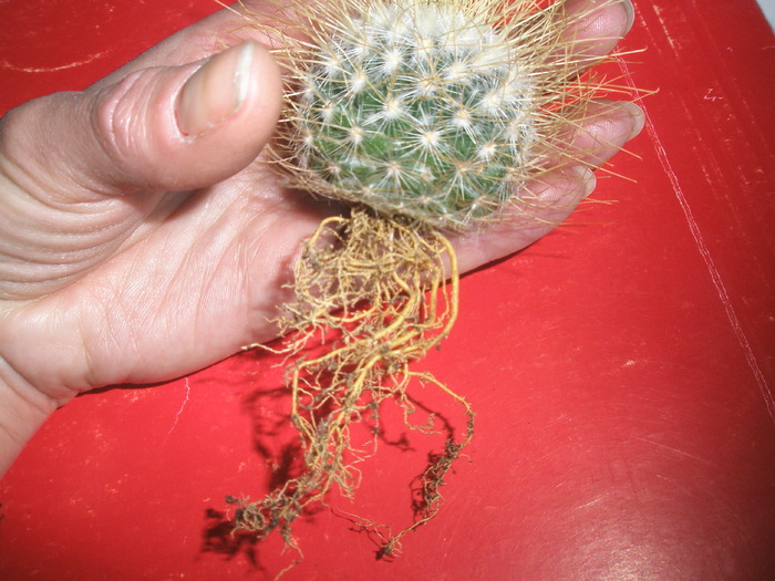 Mammillaria rekoi v. leptacantha - radacini