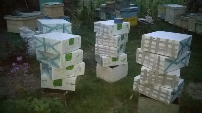 WP_20150527_003 - Apicultura