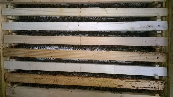 WP_20150527_002 - Apicultura