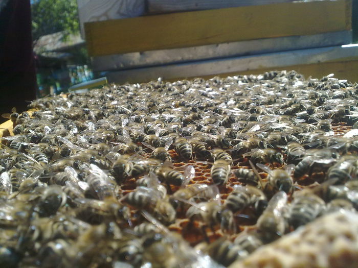 13052014689 - Apicultura