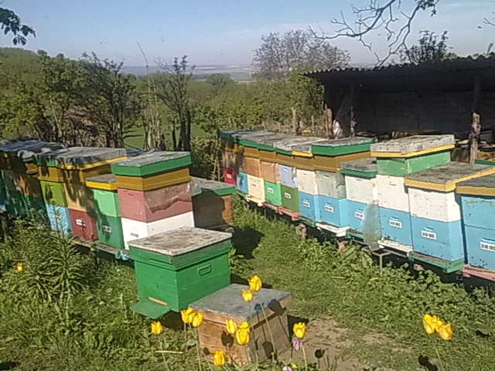 11052014684 - Apicultura