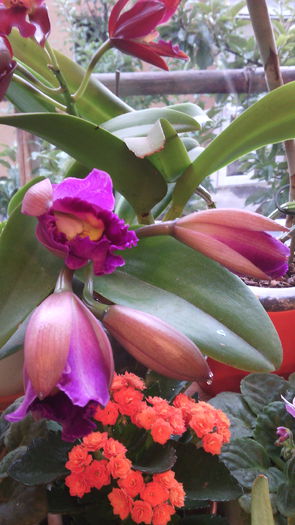 IMG_20151013_090329 - Cattleya-Epicattleya-Laelia
