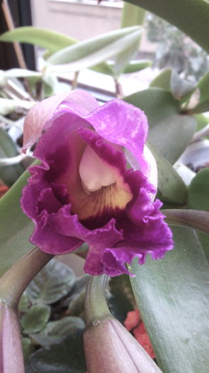 IMG_20151013_090347 - Cattleya-Epicattleya-Laelia