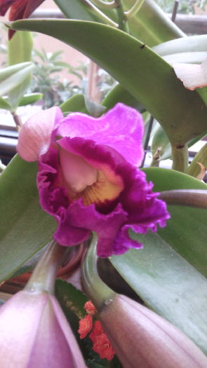 IMG_20151013_090433 - Cattleya-Epicattleya-Laelia