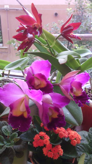 IMG_20151014_082154 - Cattleya-Epicattleya-Laelia