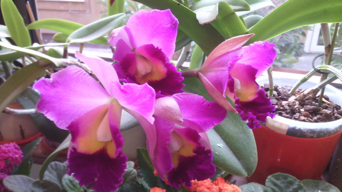 IMG_20151014_082239 - Cattleya-Epicattleya-Laelia