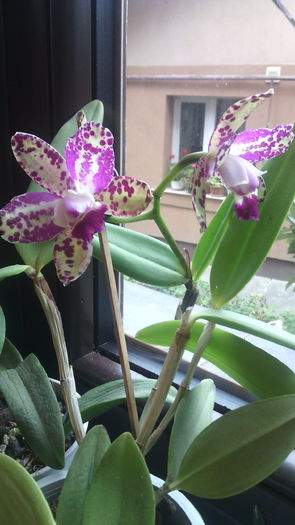 IMG_20151016_153035 - Cattleya-Epicattleya-Laelia