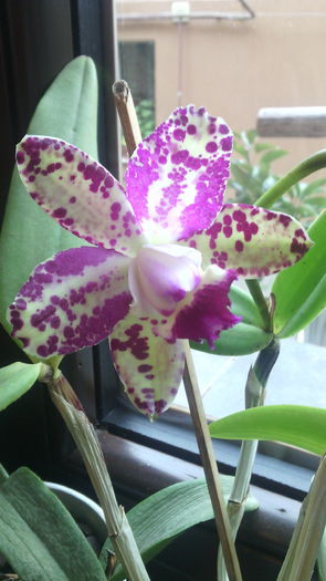IMG_20151016_153052 - Cattleya-Epicattleya-Laelia
