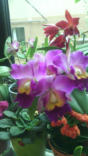 IMG_20151016_153119 - Cattleya-Epicattleya-Laelia