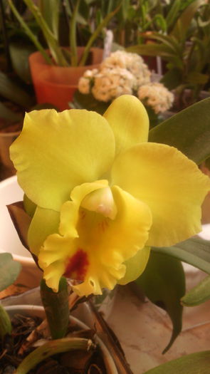 IMG_20151019_155225 - Cattleya-Epicattleya-Laelia
