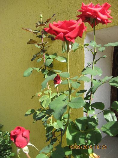 Picture 4517
