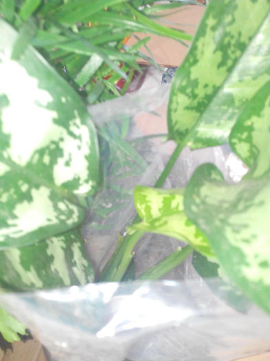 Aglaonema