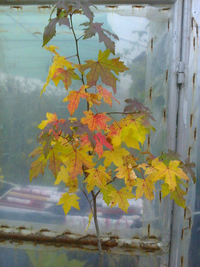 liquidambar-arb.crocodil
