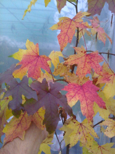 liquidambar 1,3m 80lei