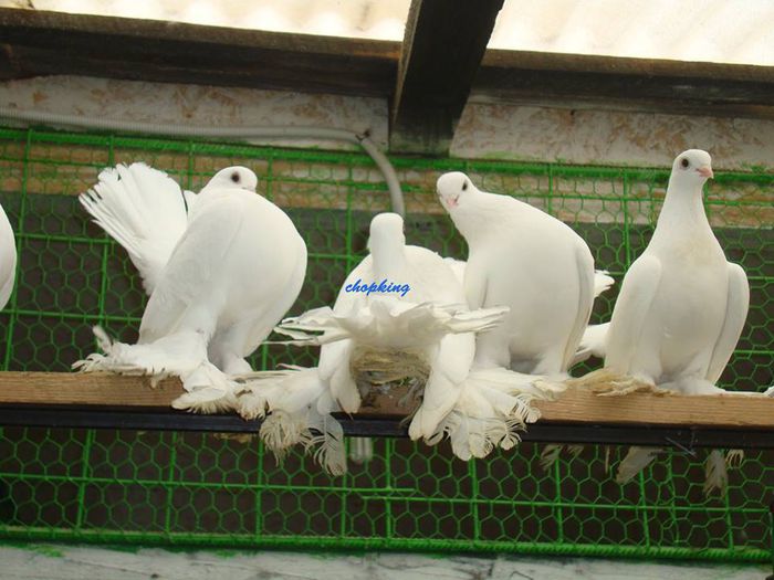 chopking - 4--ROSTOV