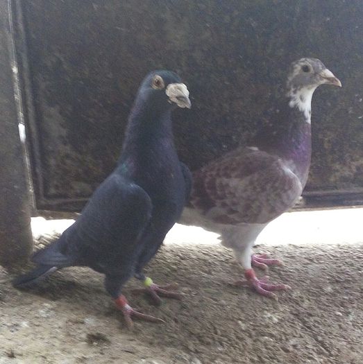 el cu femela lui pt 2016 m van geel - heremes