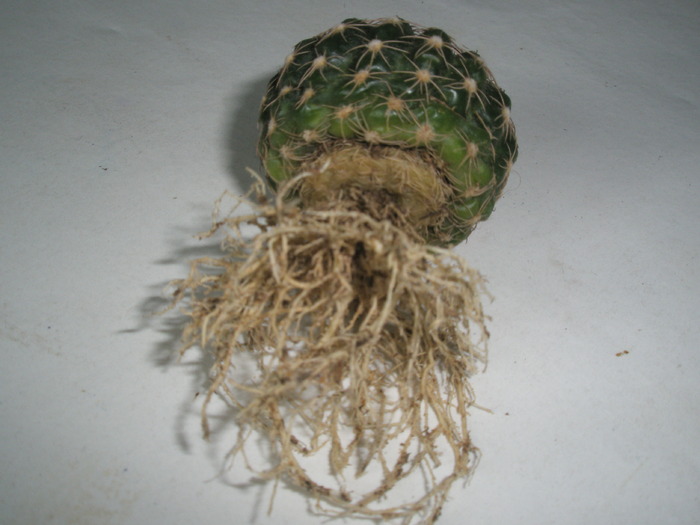 Notocactus - radacini curatate - radacini de cactusi din 2010