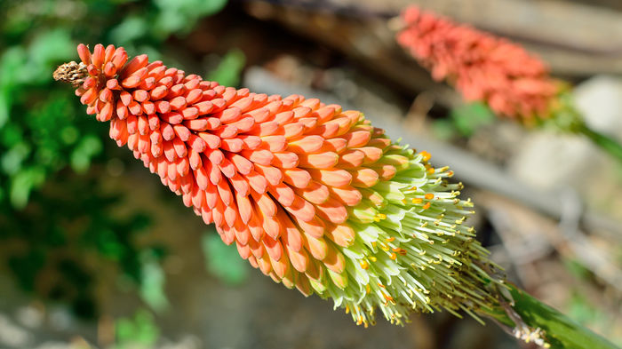 Kniphofia - Kniphofia