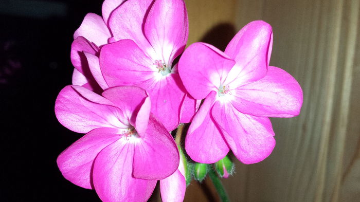 20150418_204443 - Muscate