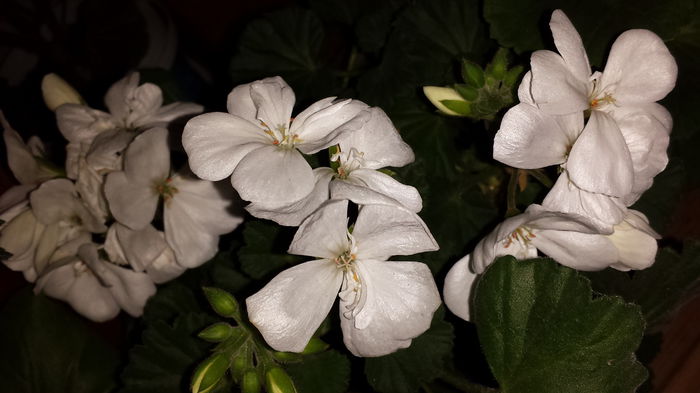 20150418_204549 - Muscate