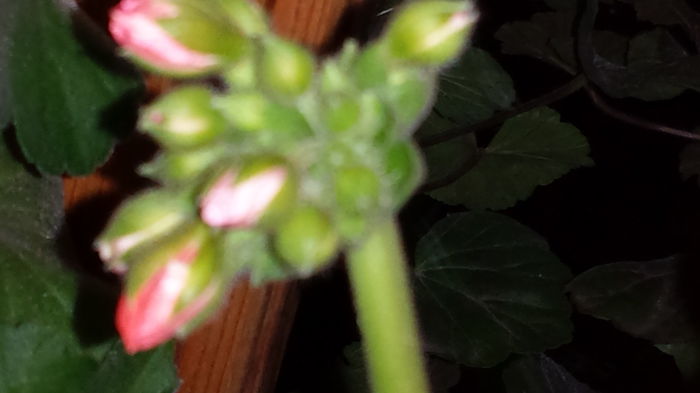 20150418_204654 - Muscate