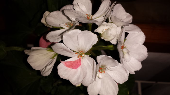 20150418_204912 - Muscate