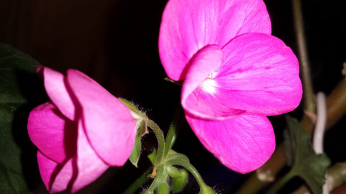 20150418_205016 - Muscate