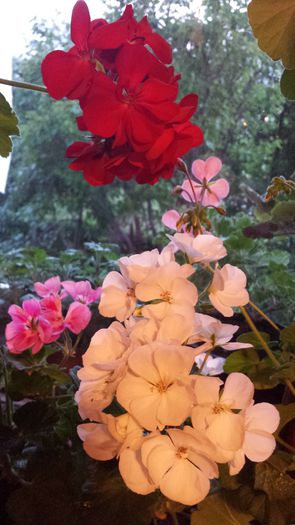 20150509_202641 - Muscate