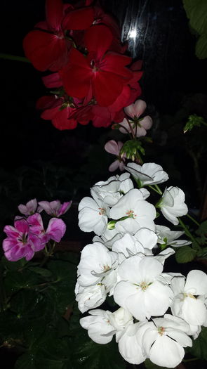 20150509_202815 - Muscate