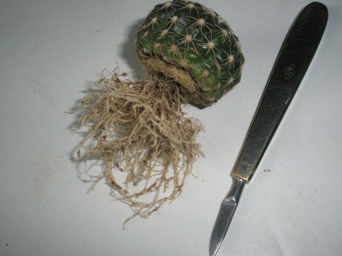 Notocactus si instrumentul de tortura - radacini de cactusi din 2010