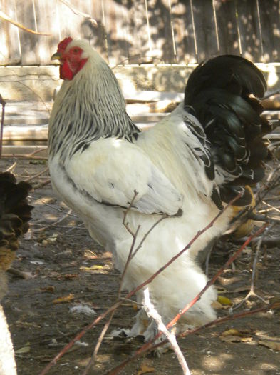 cocos hd f