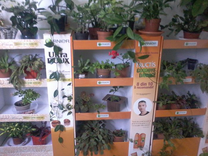 baia botanica