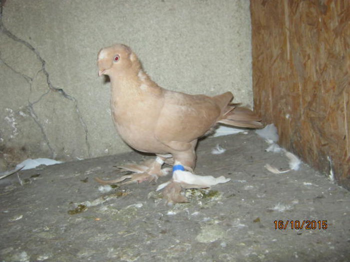 IMG_4353; Pui galben din pestriti
