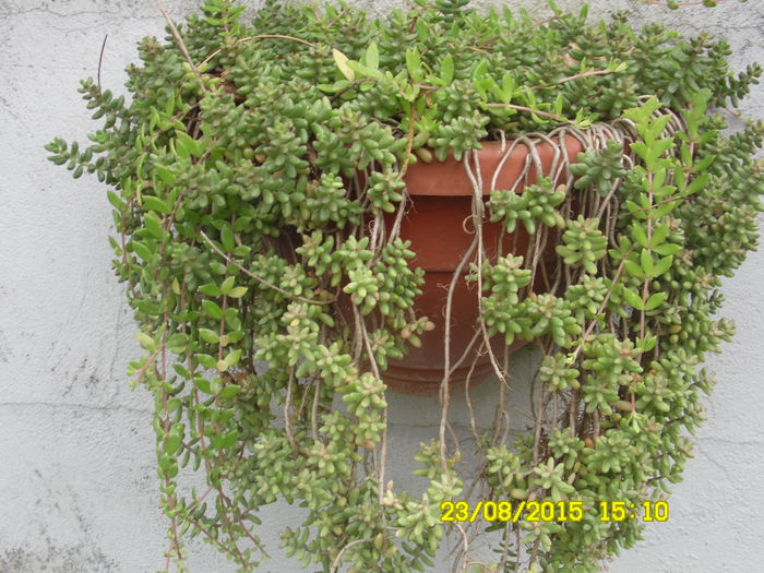 SAM_0372 - SEDUM 2015