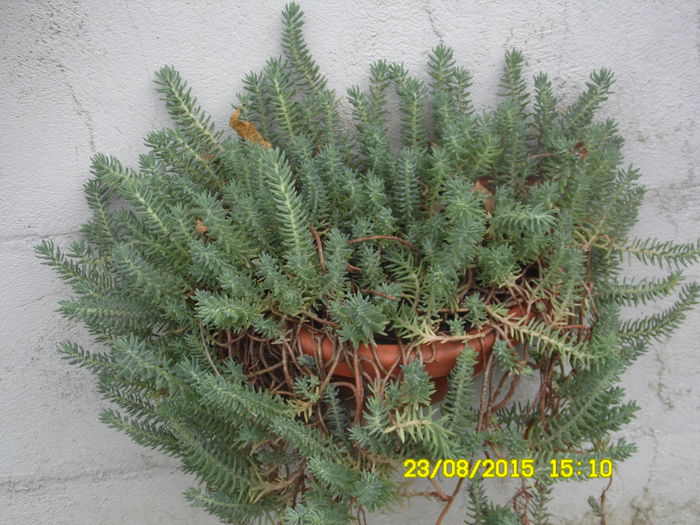 SAM_0373 - SEDUM 2015