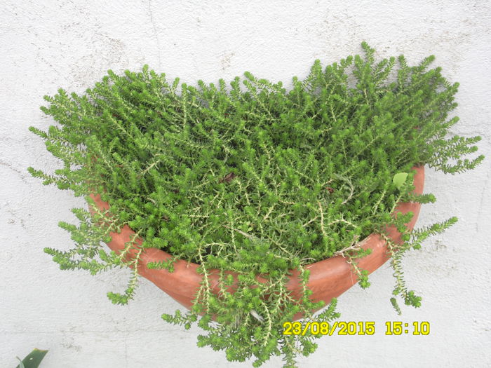 SAM_0374 - SEDUM 2015