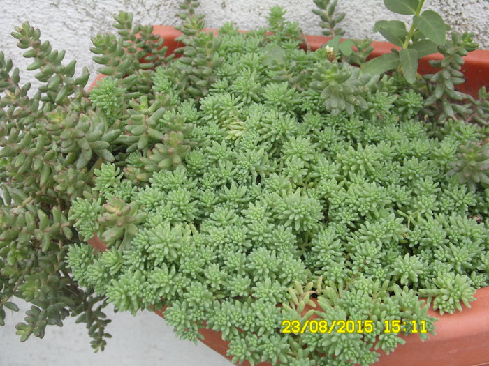 SAM_0376 - SEDUM 2015