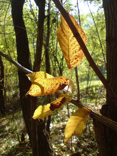 DSC01073 - Culorile toamnei