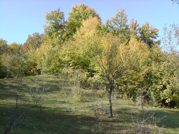 DSC01064 - Vaile noastre cu ape curgatoare