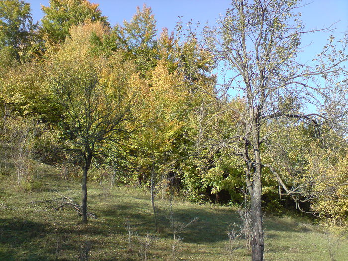 DSC01065 - Vaile noastre cu ape curgatoare