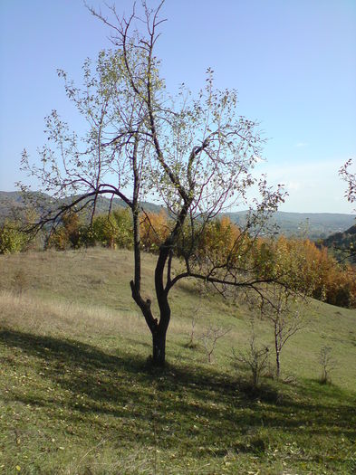 DSC01066 - Vaile noastre cu ape curgatoare