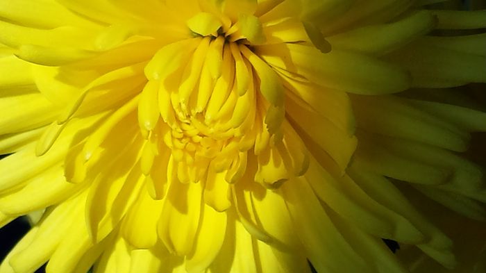 20140511_093139 - Crizanteme