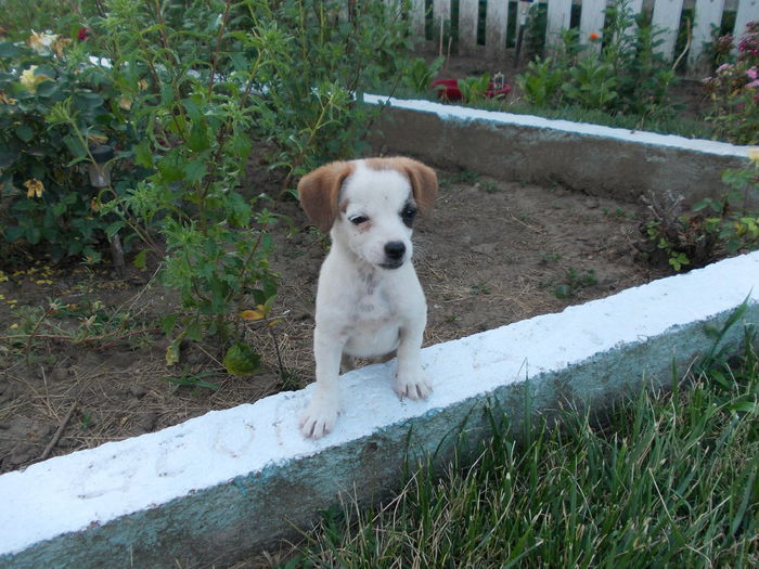 Tazz, rasfatatul familiei - zzz Copilasii mei cu blanita